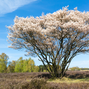 Spring Flurry Serviceberry Tree