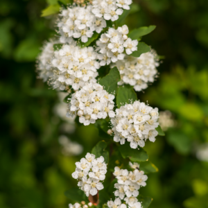 Serviceberry Tree Flowers