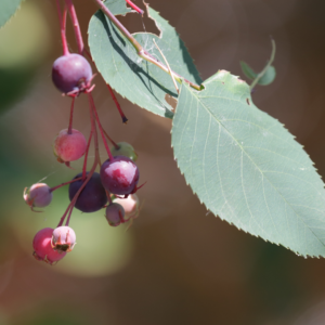 Spring Flurry Serviceberry Berries