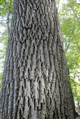 ash tree bark