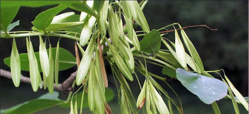 ash tree fruit