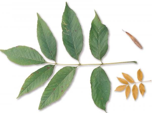 ash tree leaves