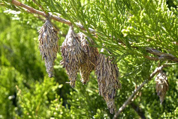 Cherokee Tree Care Spring Newsletter 2018 - bagworms