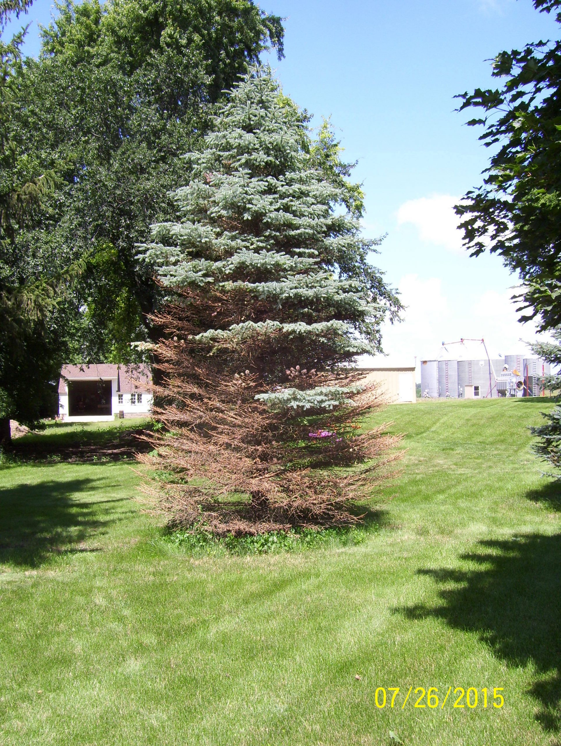 blue spruce needlecast disease