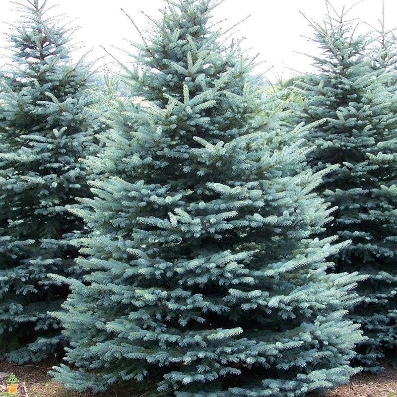 blue spruce evergreen tree