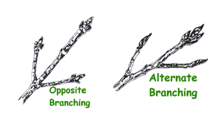 ash tree branch structure