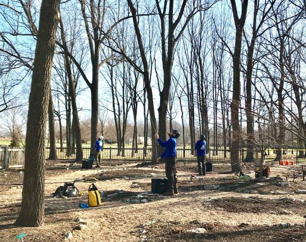 Inspection of tree