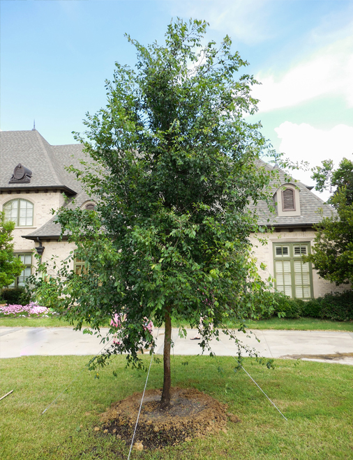 Lacebark Tree