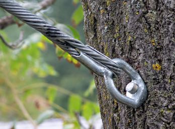 Cables can be attached to a tree to avoid structural failure of a tree with a codominant leader.	