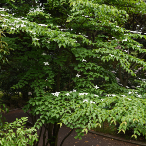 Kousa Dogwood Tree