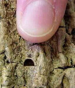 D Shaped Exit Holes on a Tree