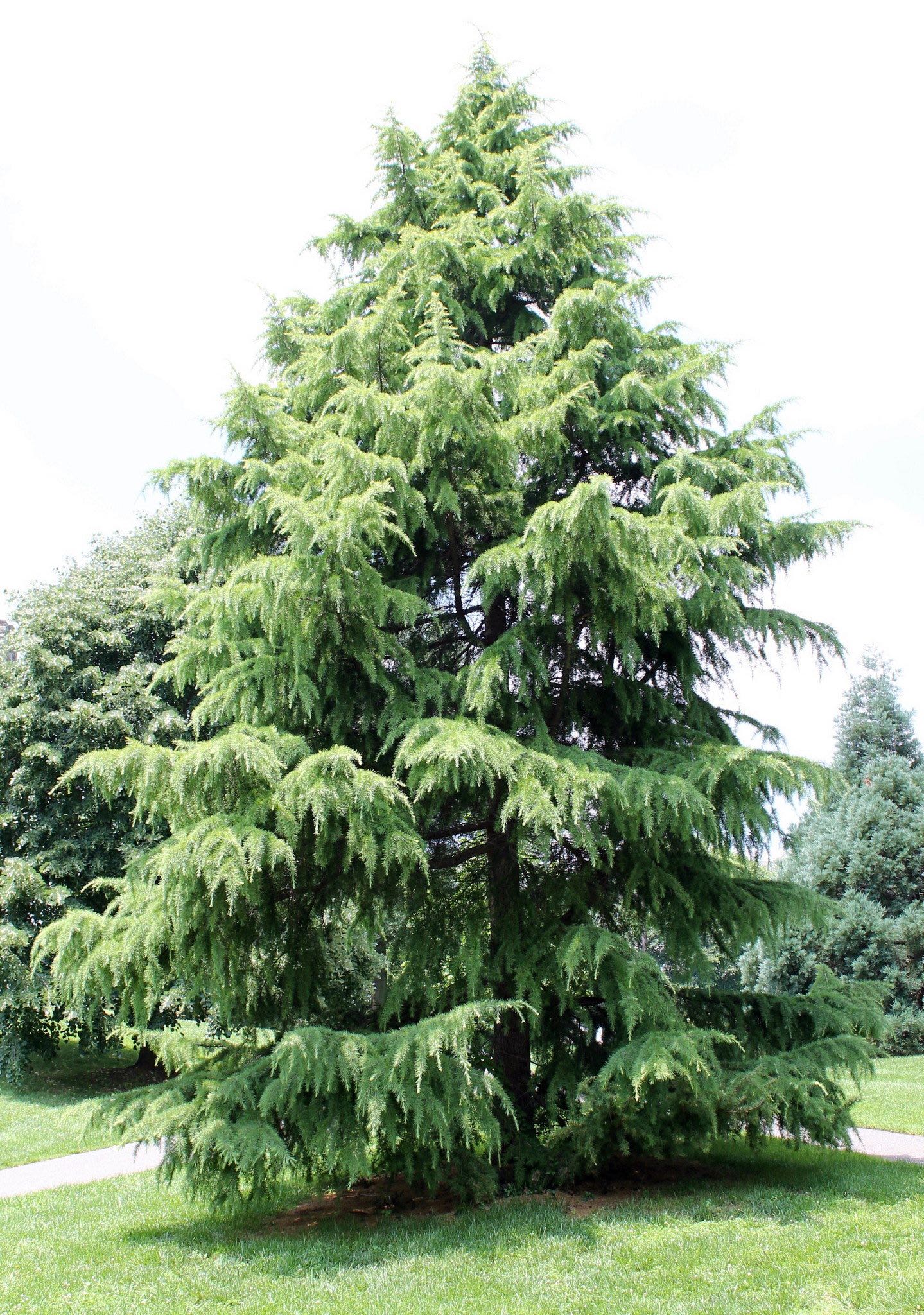 Tree Of The Month Deodar Cedar Cherokee Tree Care tree-of-the-month-deodar-cedar-cherokee-tree-care