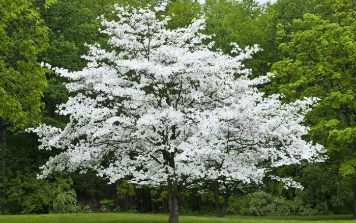 Dogwood Tree - Cherokee Tree Care