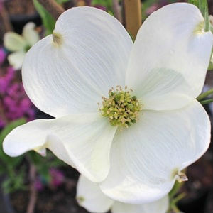 Dogwood Tree Bloom - Cherokee Tree Care