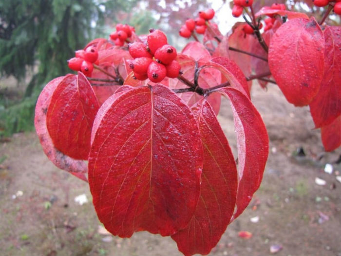 Dogwood Tree Fall Leaves - Cherokee Tree Care