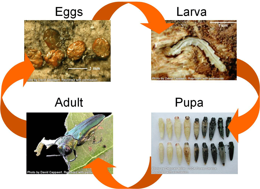 EAB Life Cycle