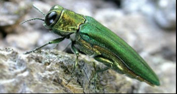 emerald ash borer