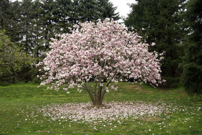 Magnolia