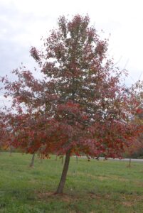 Nyssa Sylvatica Tree in Fall 