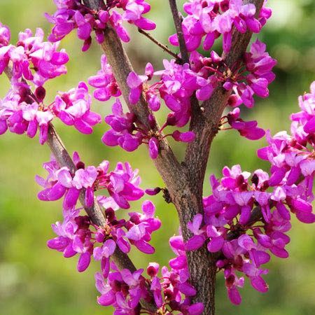 redbud2