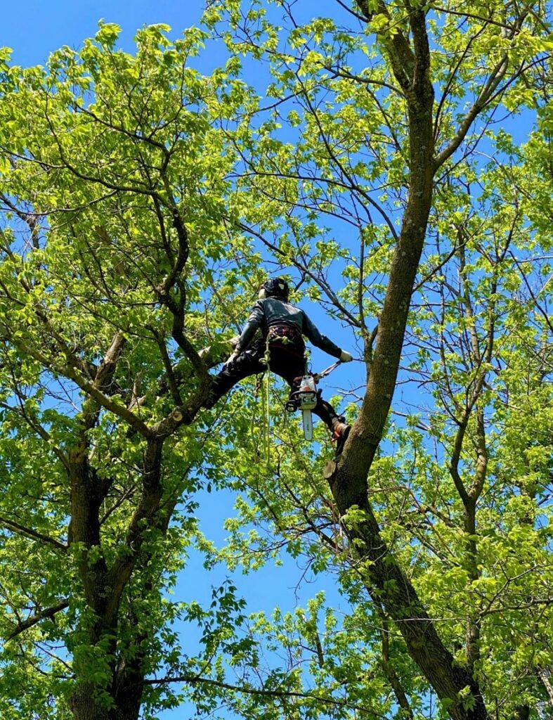 arborist working in a tree