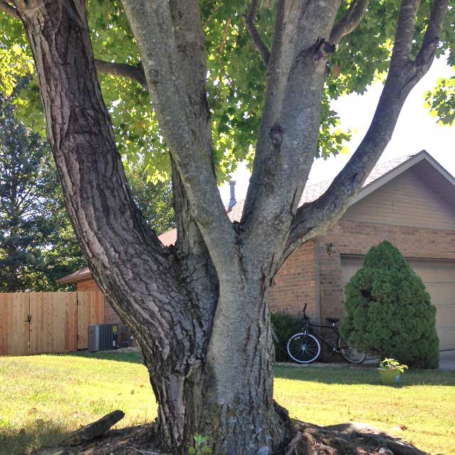 A Red Maple with poor structure