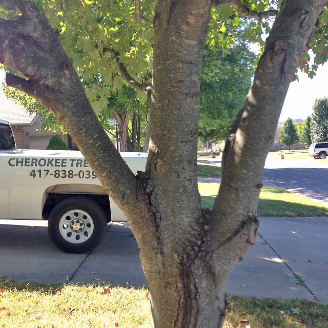 A Red Maple  with weak joints