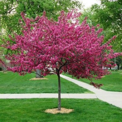 crabapple tree