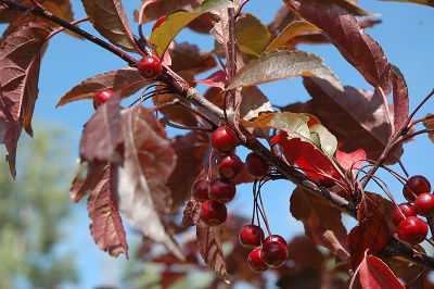 crabapple tree branches