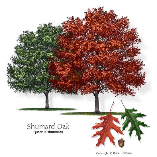 Shumard Oak