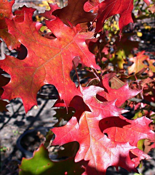 Shumard Oak Leaves