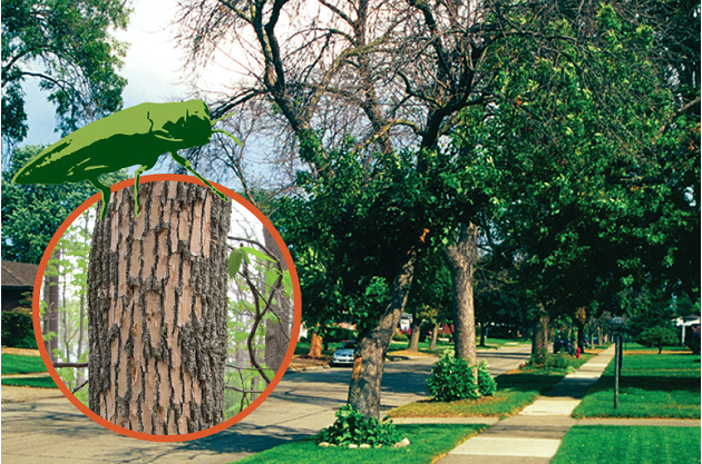 Emerald Ash Borer