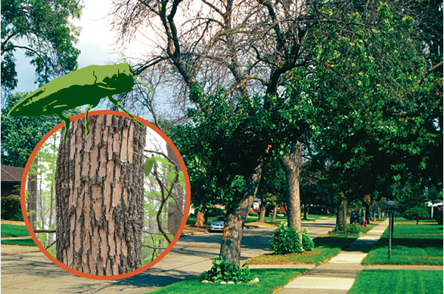 Emerald Ash Borer 