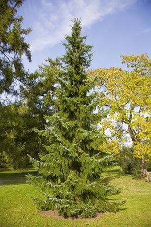 Serbian Spruce