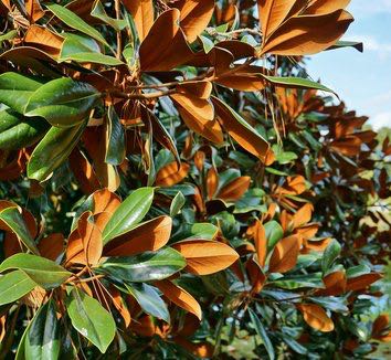 Southern Magnolia Leaves