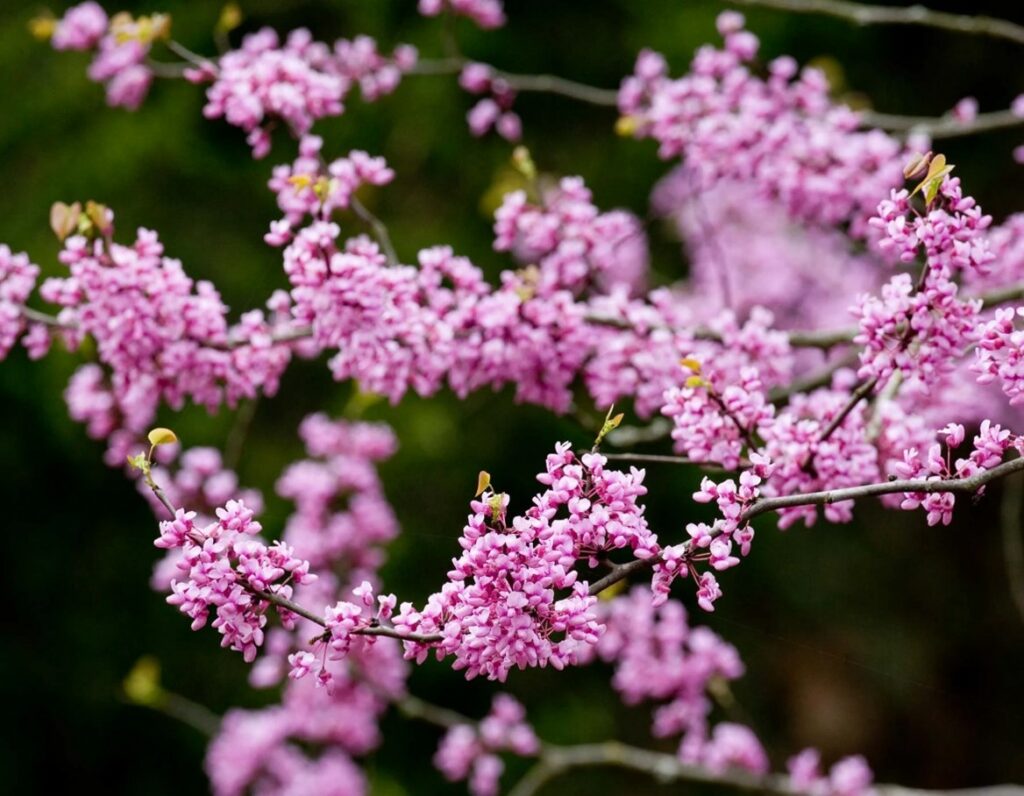 Spring flower buds on a tree