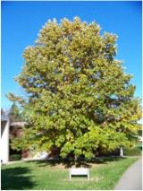 Beautiful tall Swamp White Oak