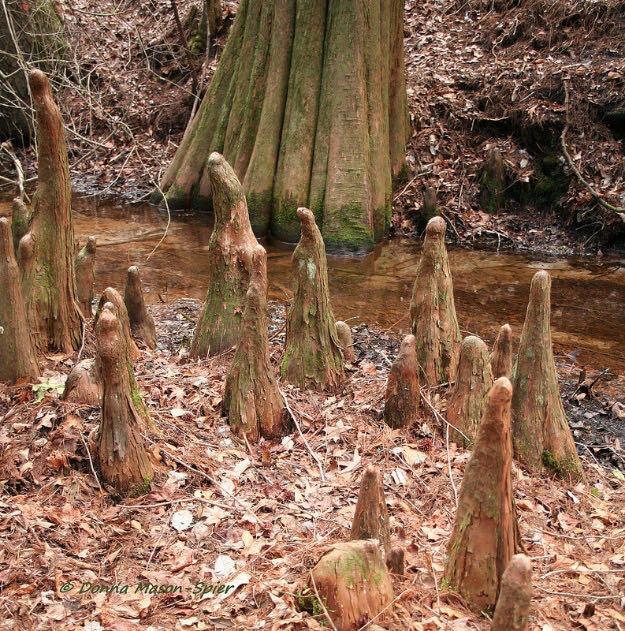 bald cypress knees