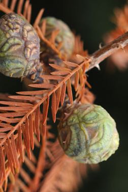 bald cypress needles