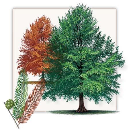 The bald cypress changes colors