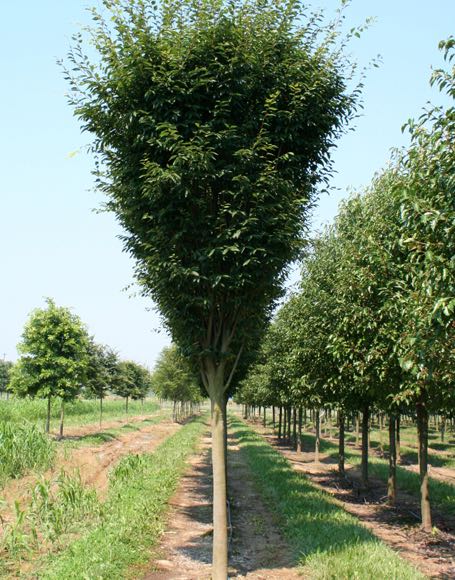 Zelkova Tree