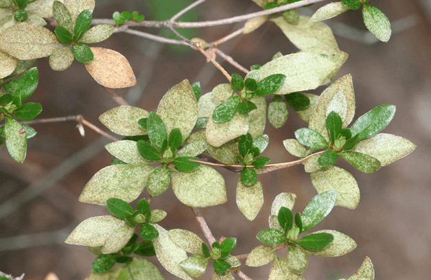 azalea lace bug