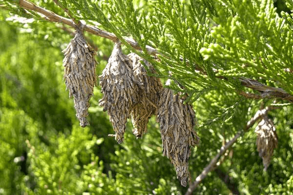 bag worm cherokee tree care