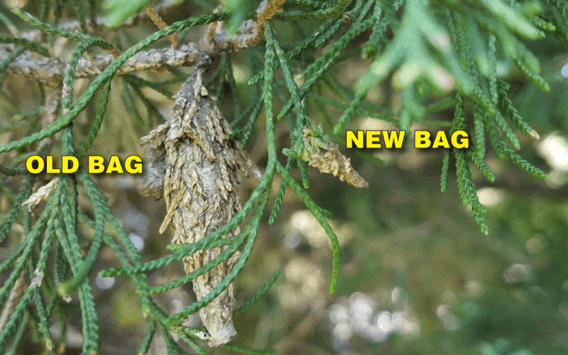 bagworm treatment 