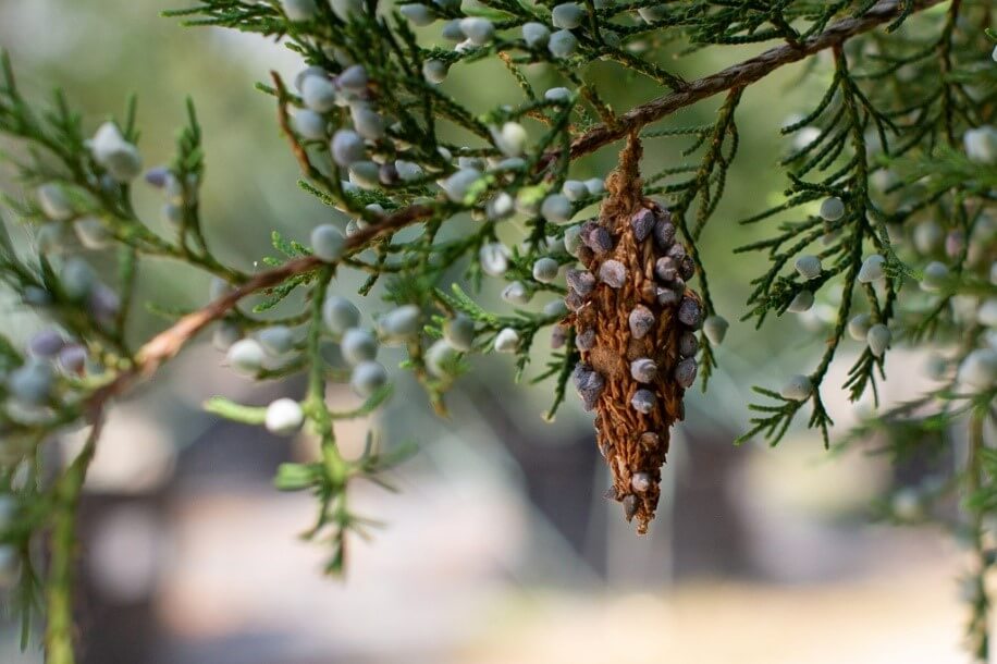 Bagworms on tree