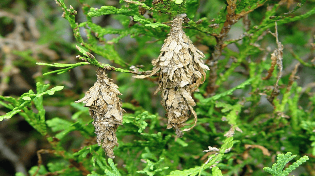 bagworms on a tree