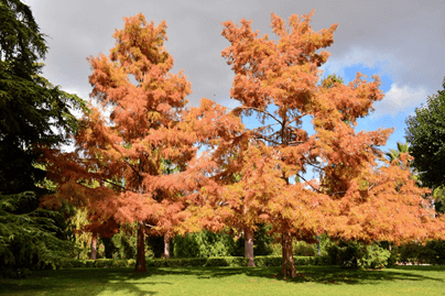 bald cypress tree