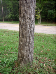 Bark of a Black Tupelo Tree 