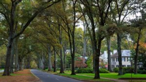 benefits-of-trees planting