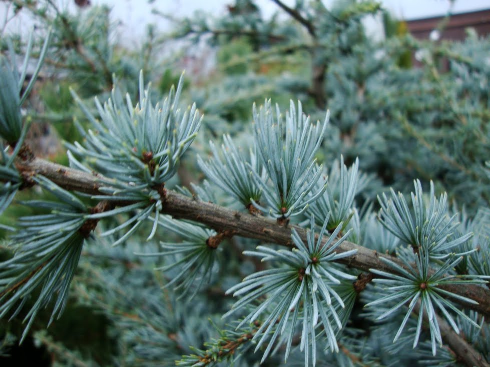 As we enter the dormant winter season, let’s look at one of our recommended evergreen trees-the Blue Atlas Cedar